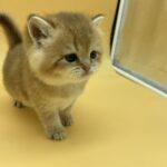 kittens for sale Langley