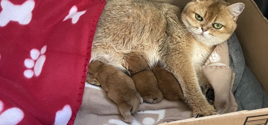 british shorthair kittens