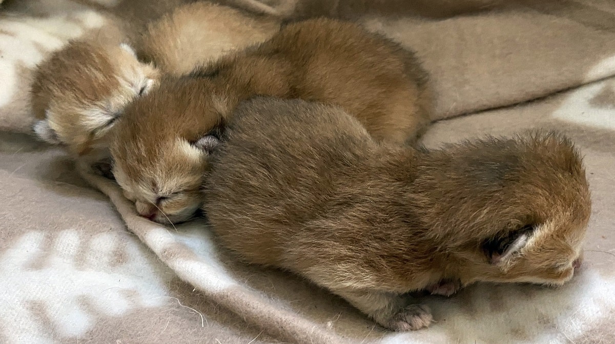 british shorthair kittens Vancouver