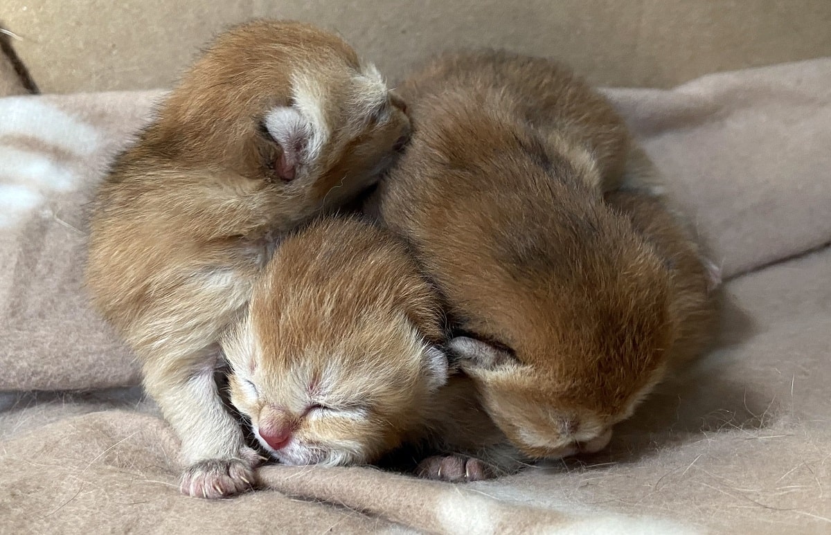 british shorthair kittens for sale