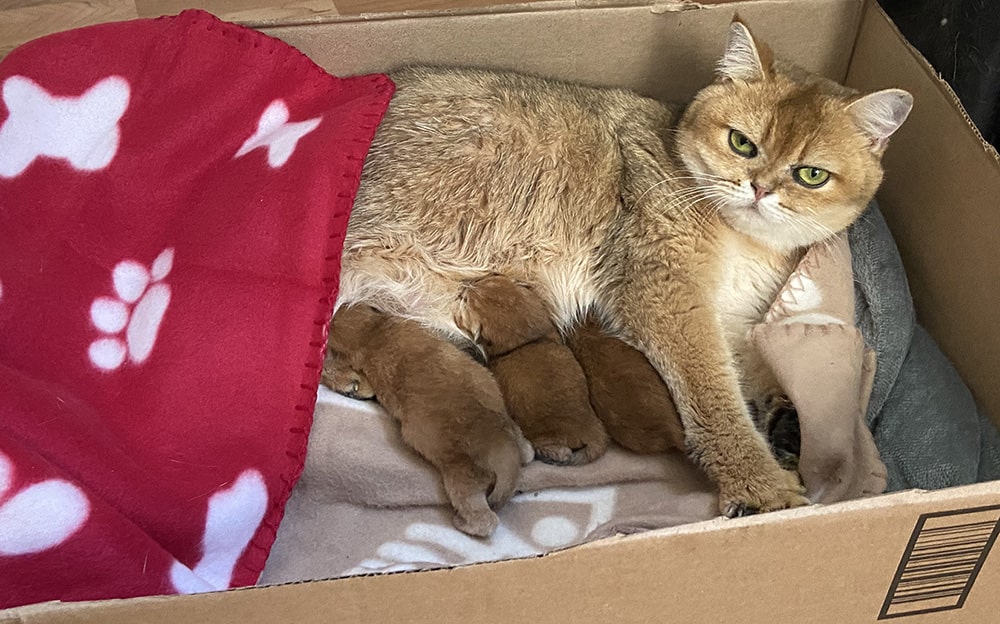 british shorthair kittens