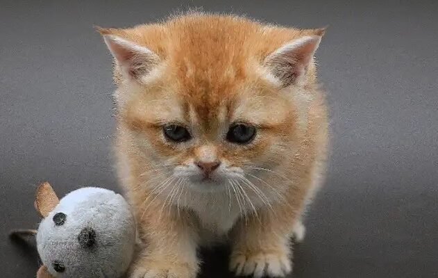 British Shorthair Golden kitten Dionysus