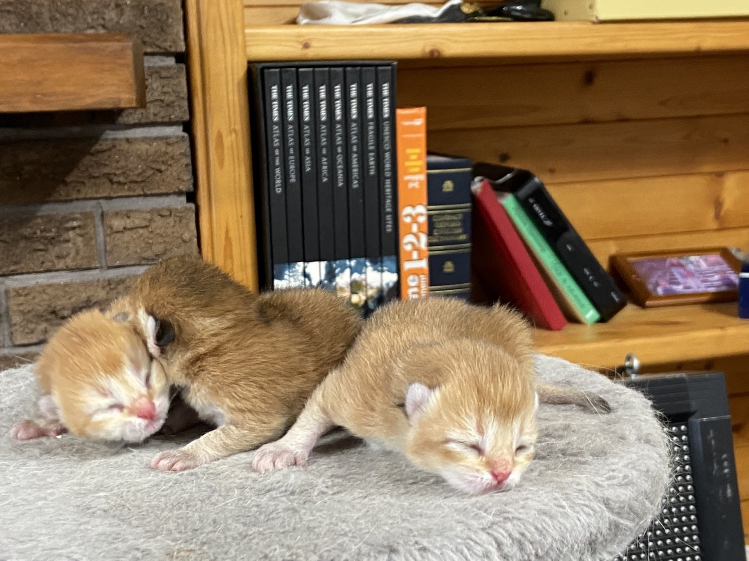 british shorthair kittens for sale Vancouver