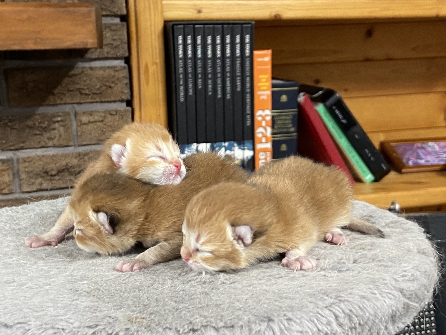 british shorthair kittens for sale Vancouver