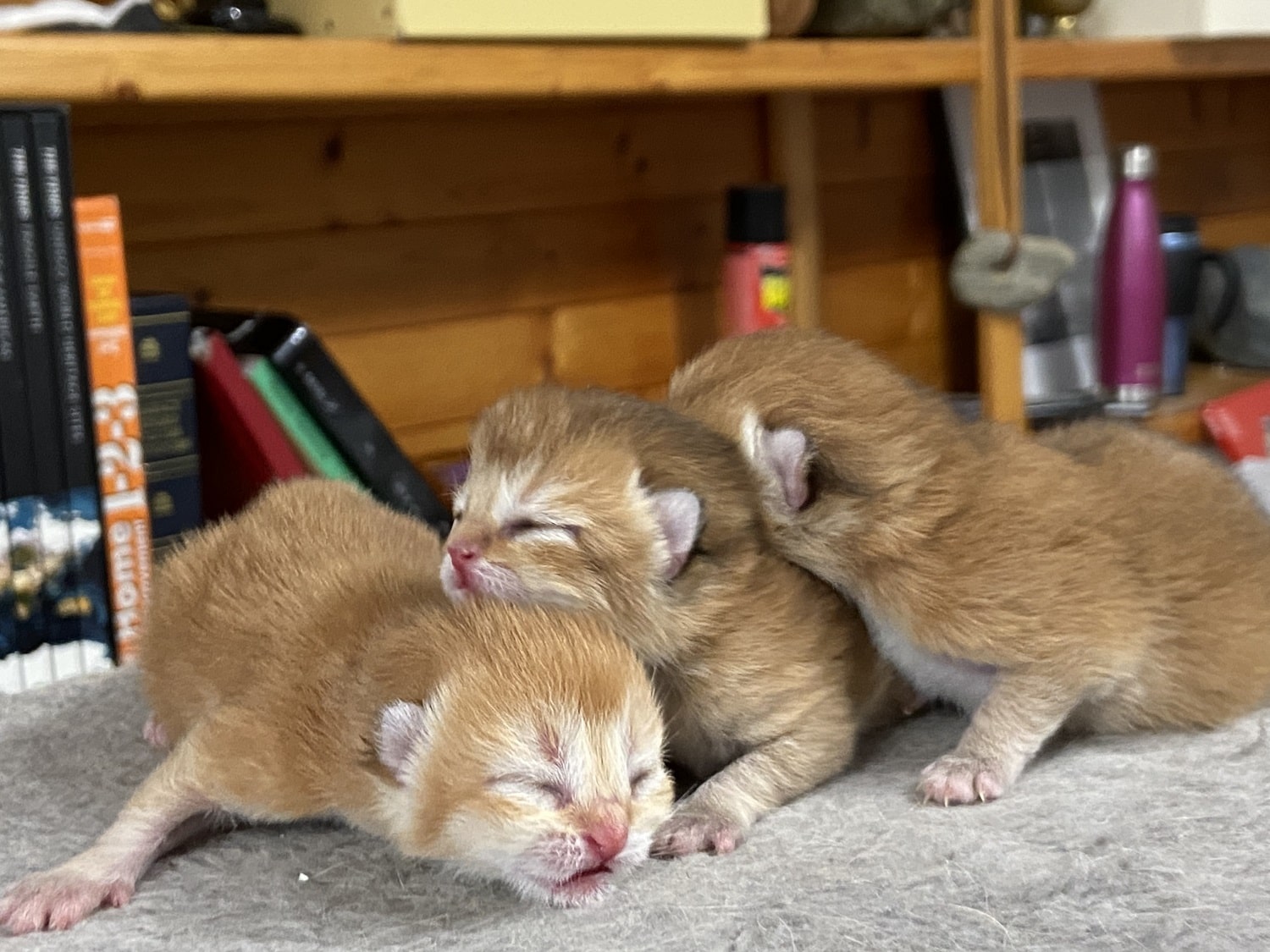 british shorthair kittens for sale Vancouver