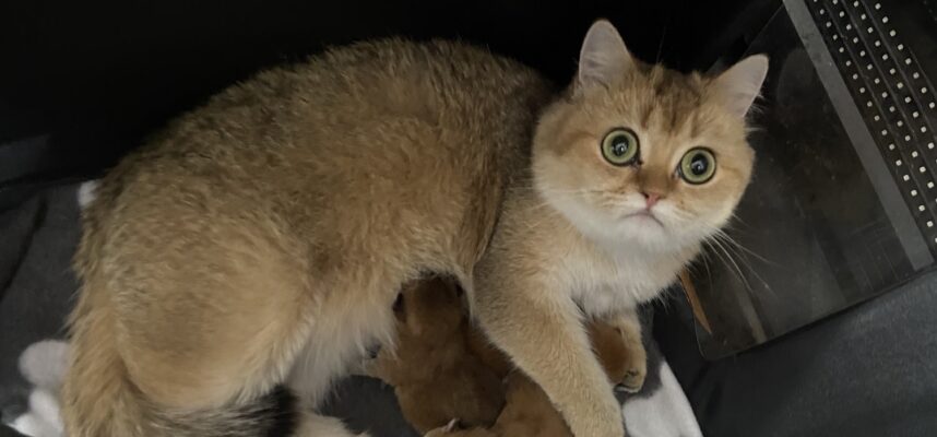 British shorthair golden shaded best sale for sale