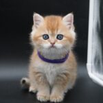 british shorthair for sale Vancouver