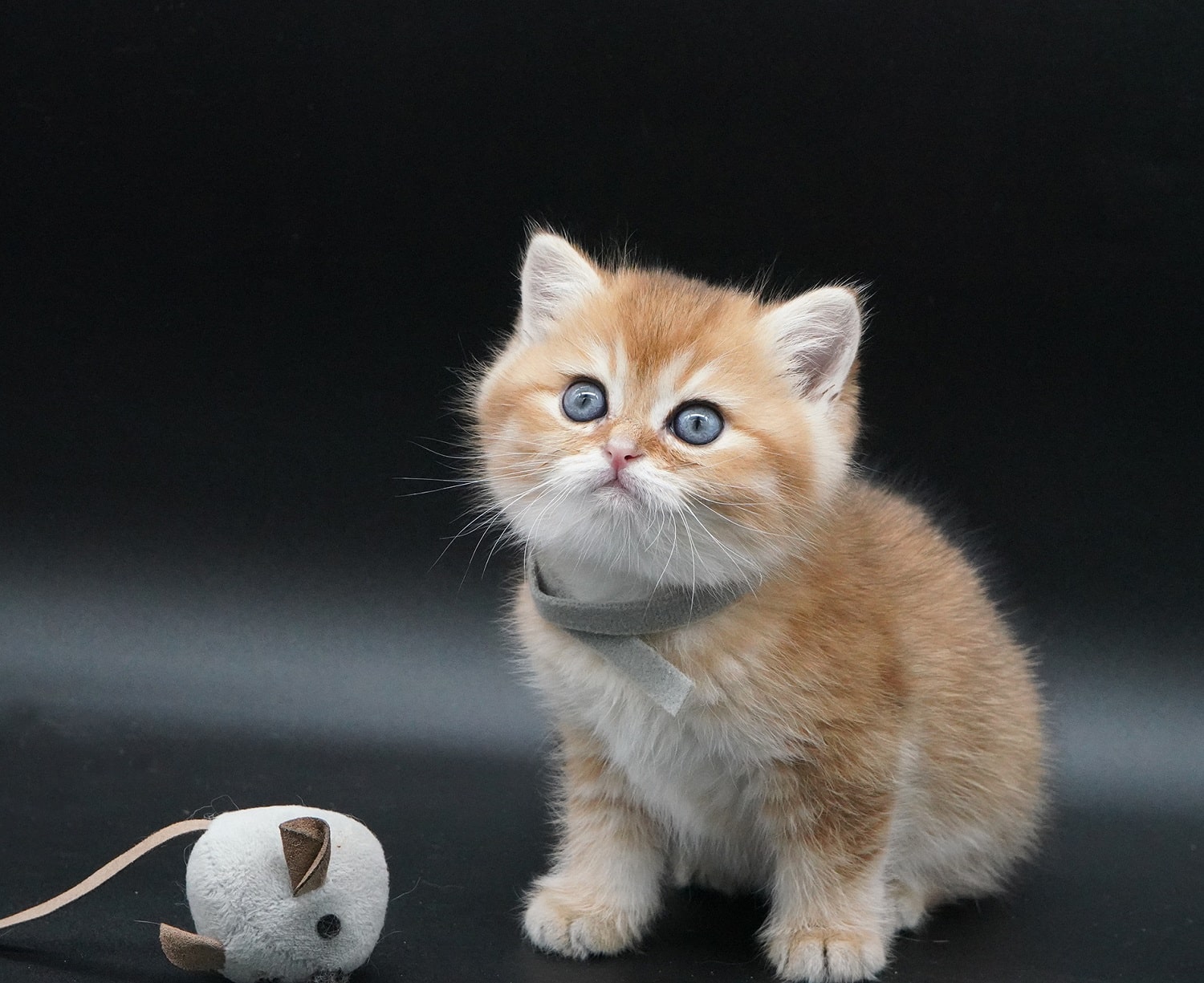 british shorthair kitten