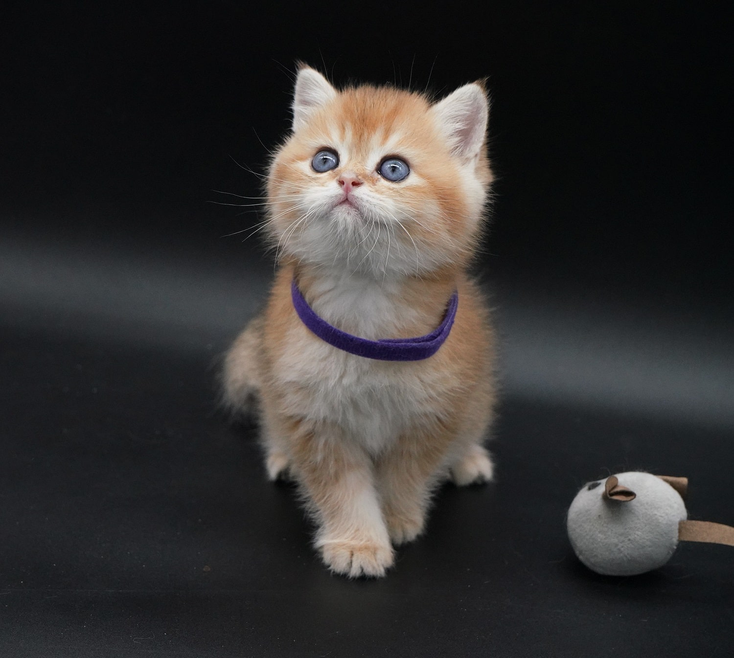 british shorthair kittens Vancouver