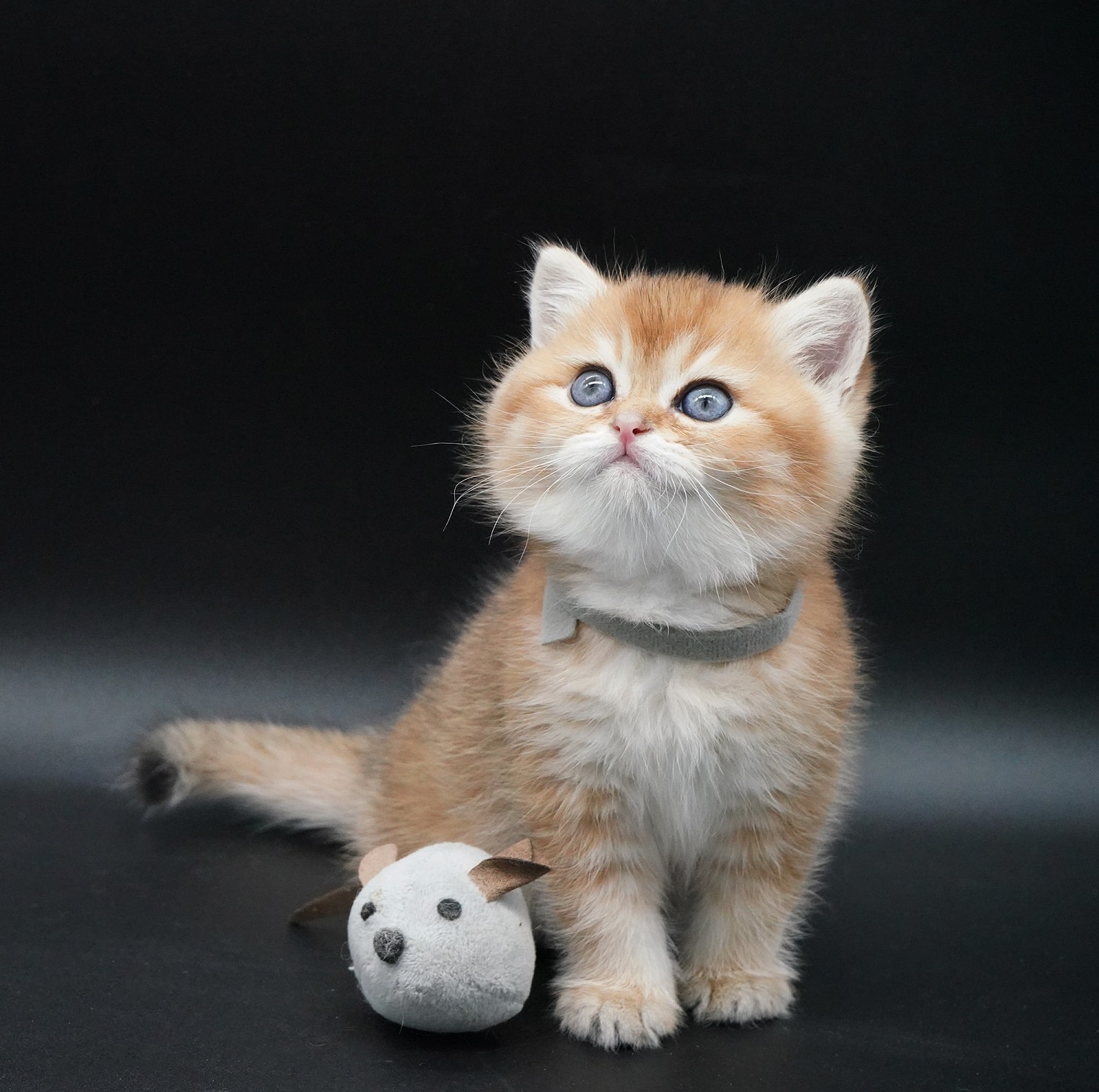 golden british shorthair Vancouver