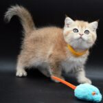 Freya british shorthair kitten