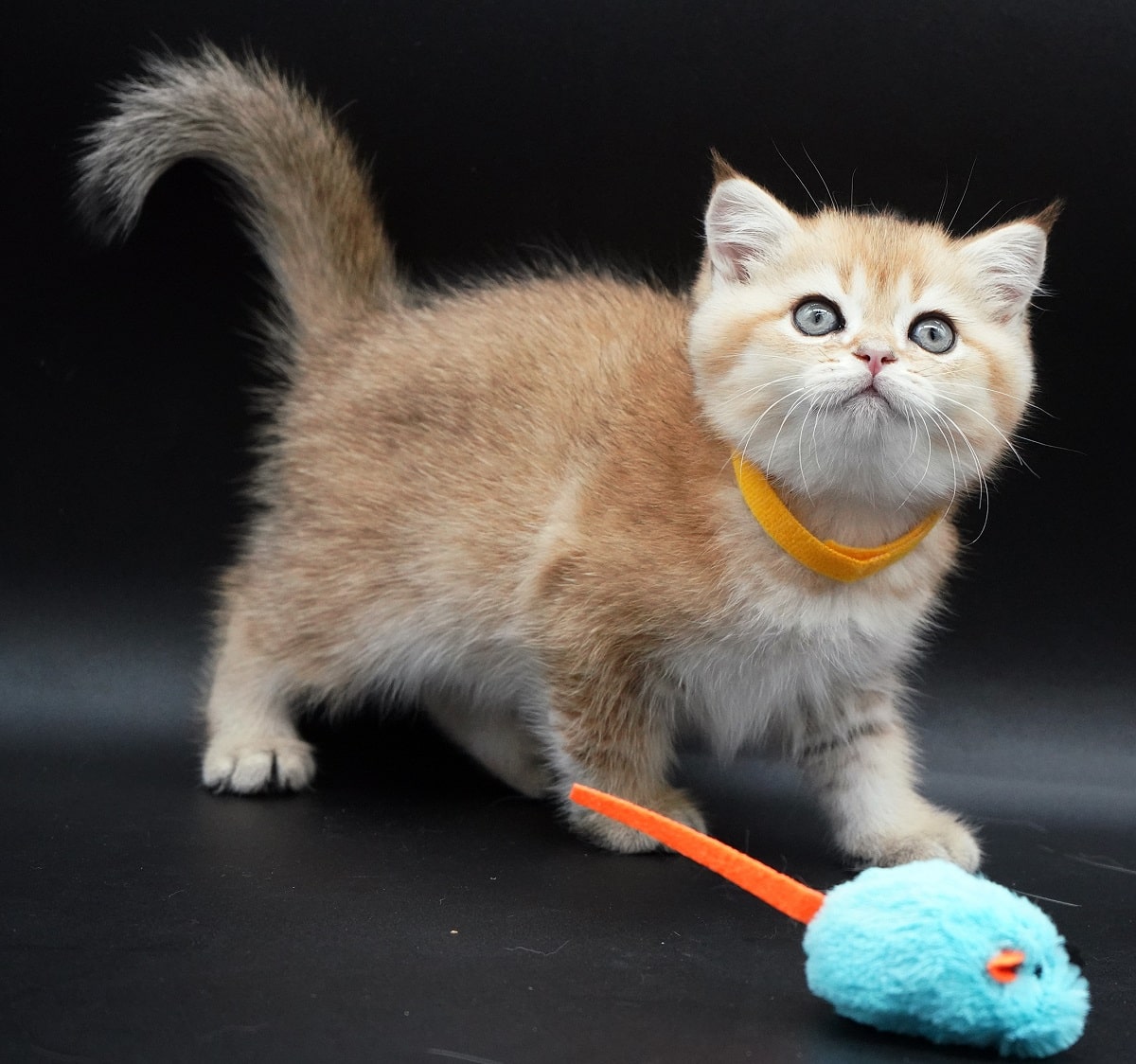 Freya british shorthair kitten