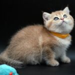 Freya kitten for sale BC