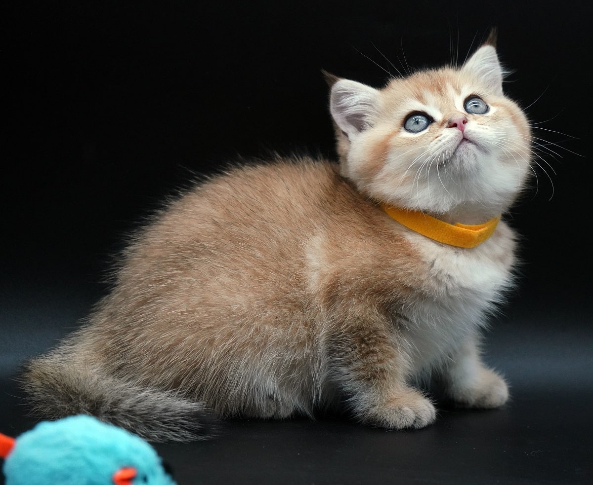 Freya kitten for sale BC