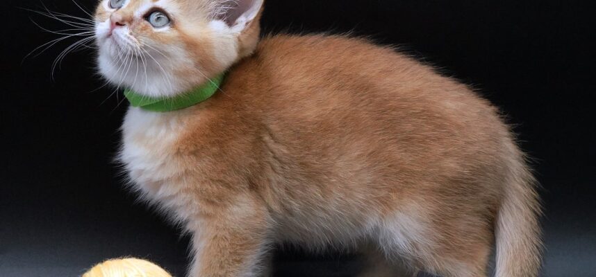 Loki golden british shorthair Vancouver