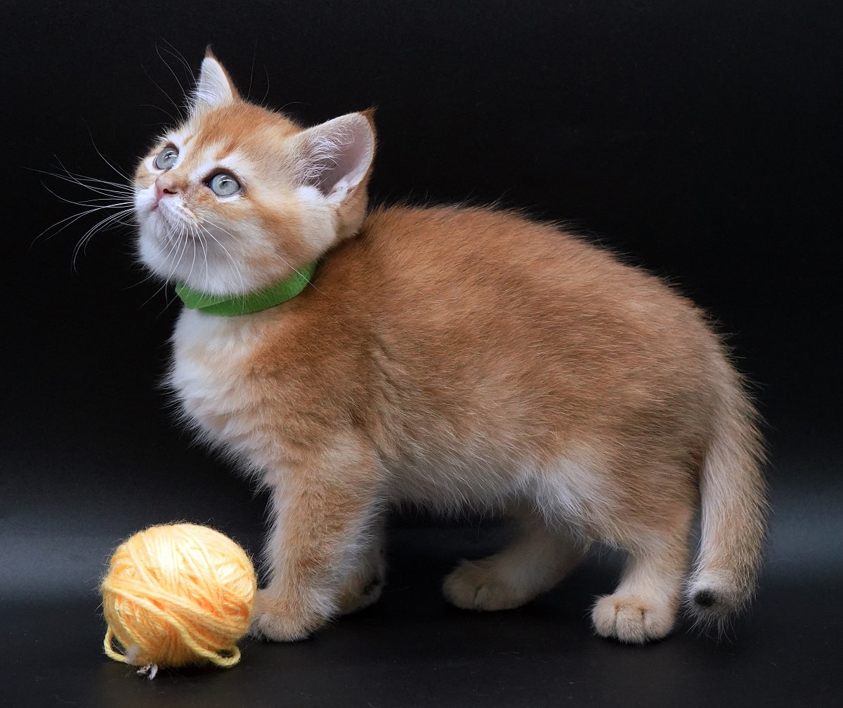 Loki golden british shorthair Vancouver