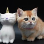 Nanna british shorthair kitten for sale BC