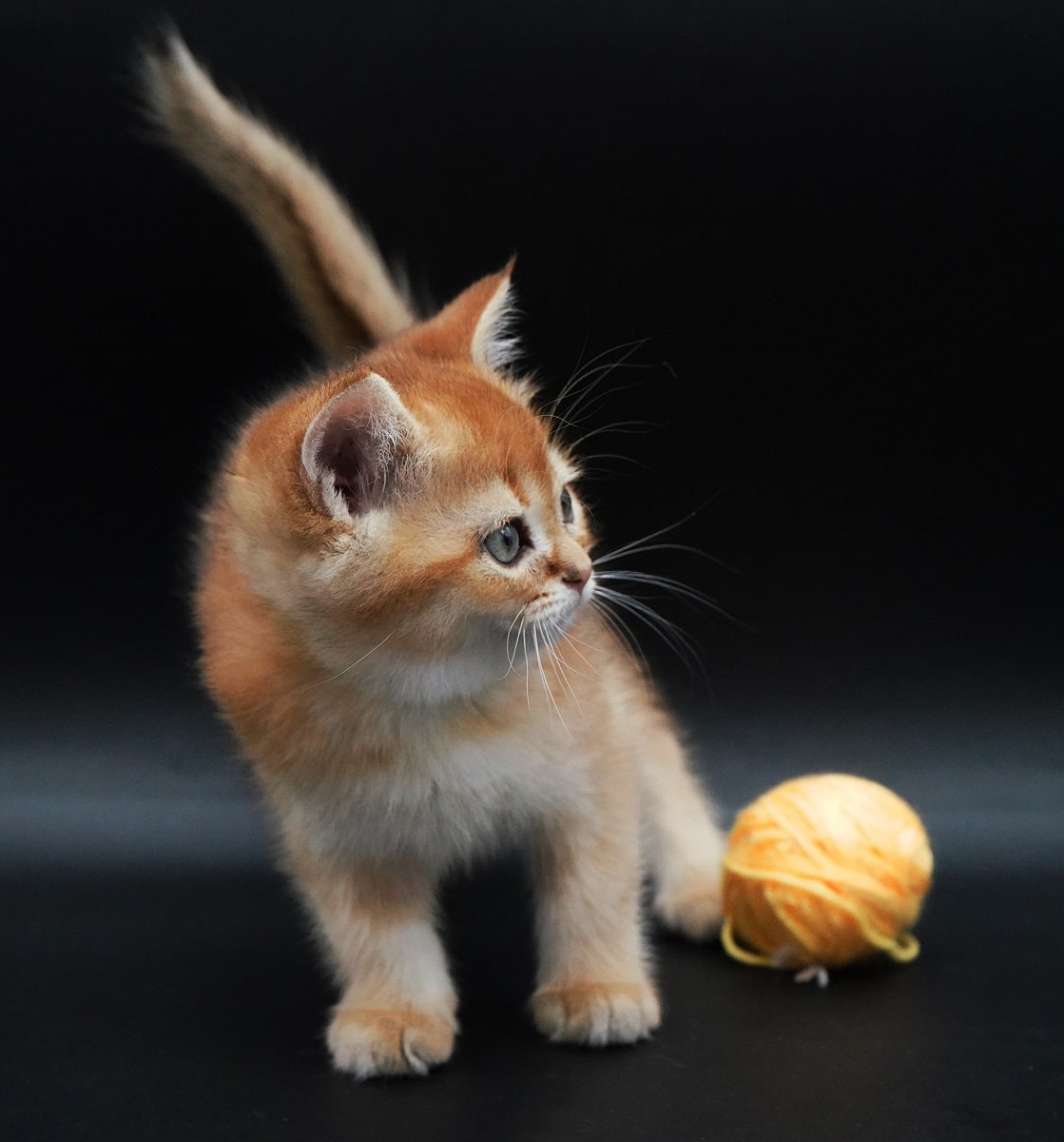 british shorthair for sale Loki