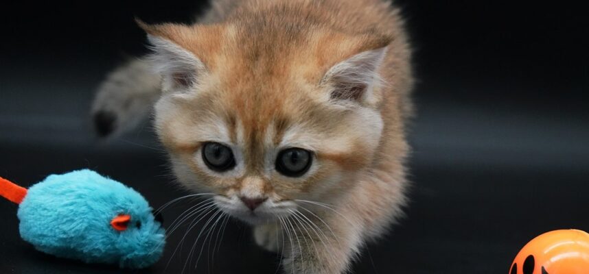 british shorthair kitten Freya