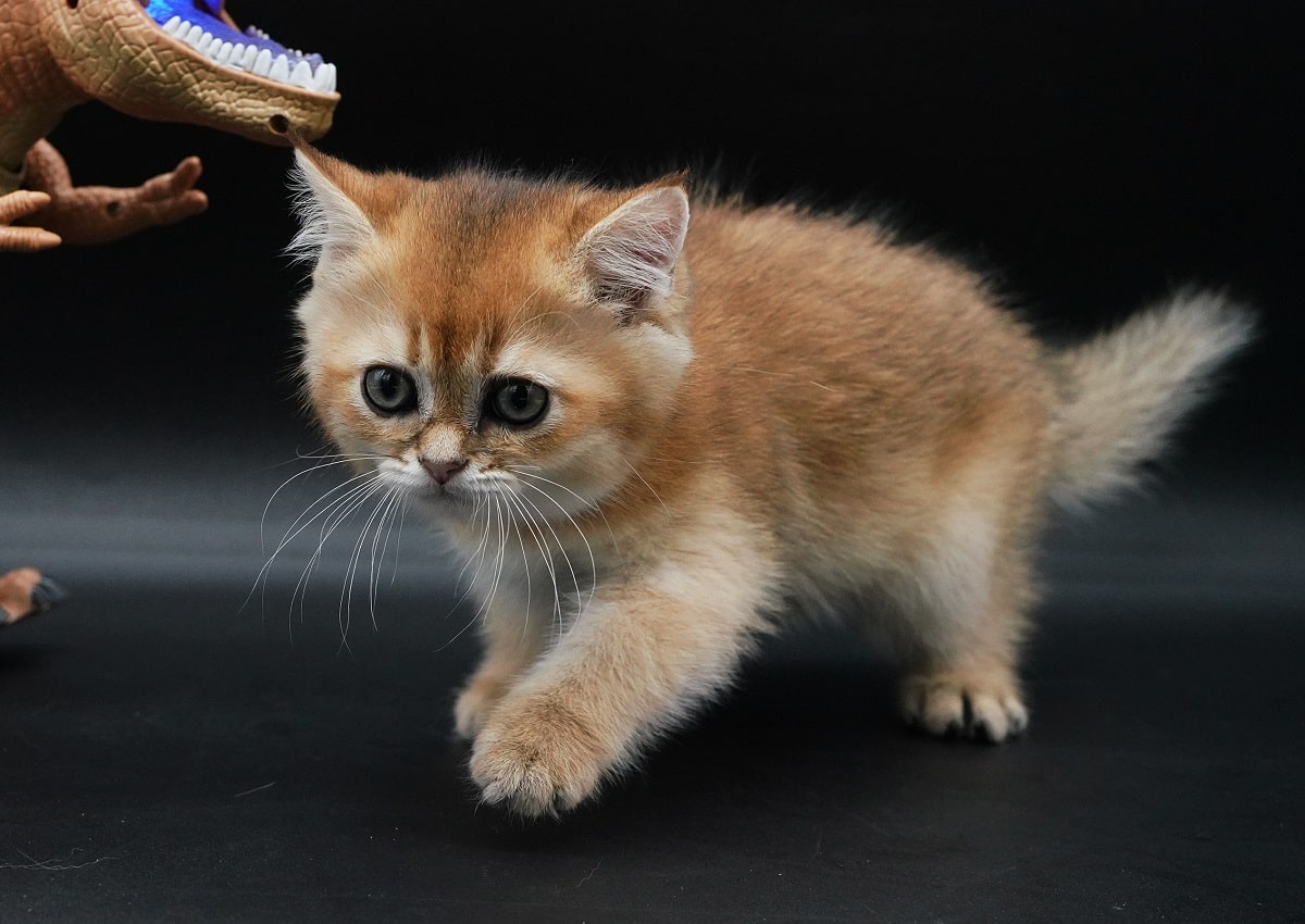 british shorthair kitten