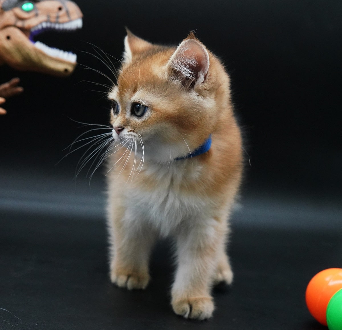 british shorthair kittens Vancouver