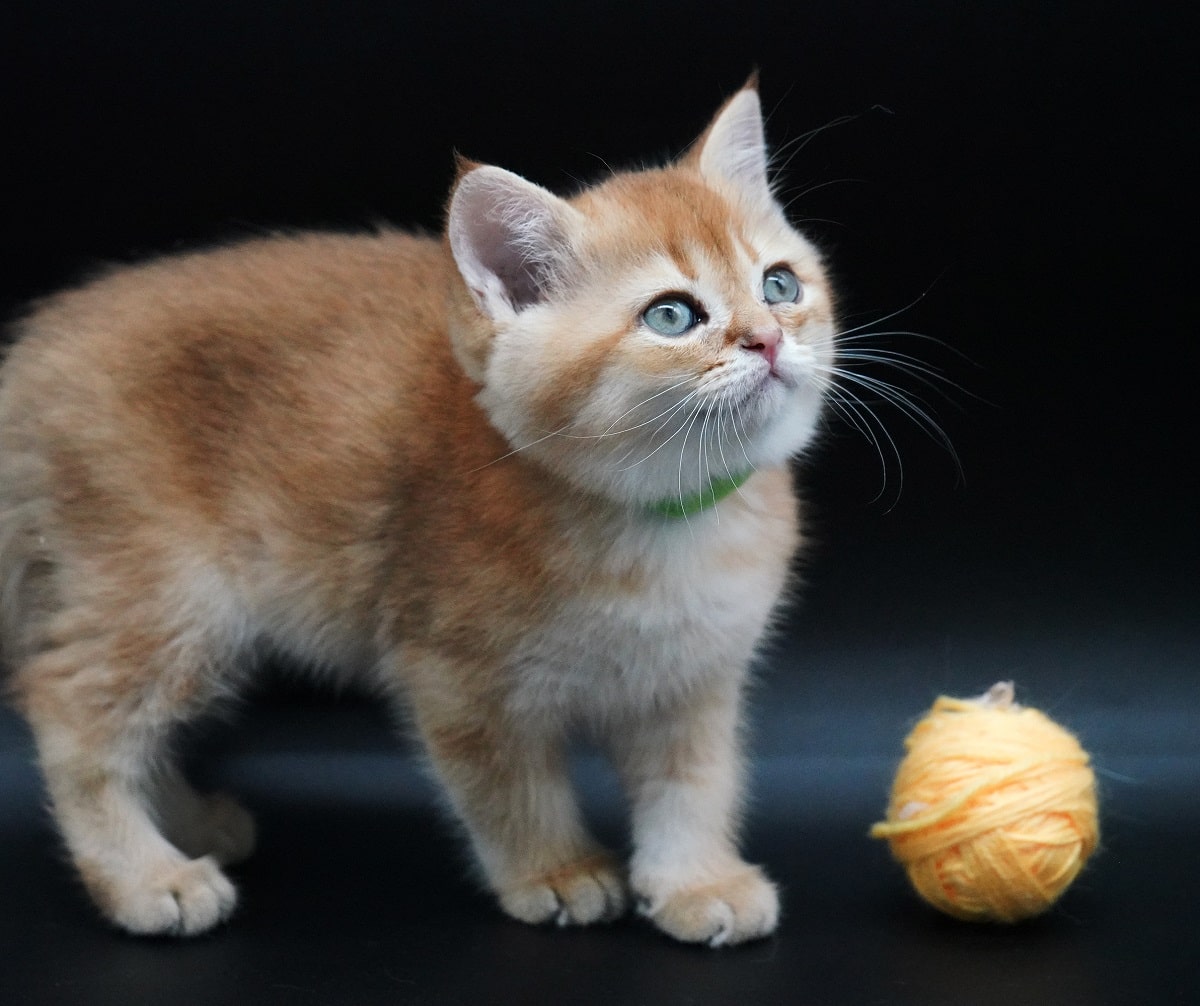 golden british shorthair Loki