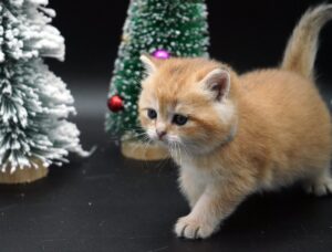 Casper golden british shorthair kitten