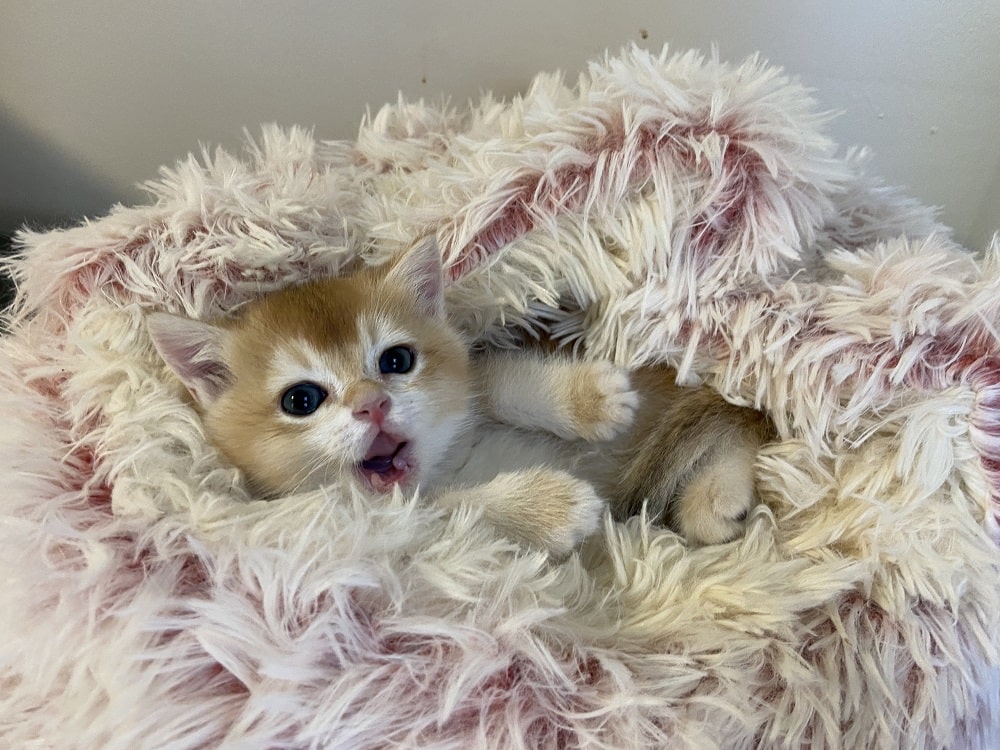 Charlie british shorthair for sale Vancouver