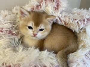 Charlie british shorthair kitten for sale BC