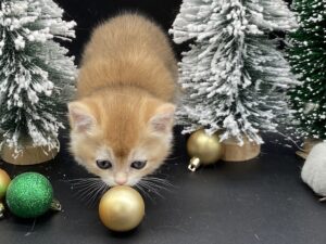 Charlie kitten for sale BC