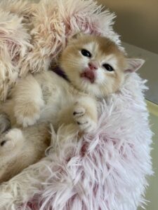 Charlie kitten for sale Vancouver