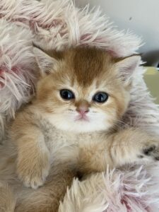 Coco british shorthair kitten for sale BC