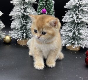 Coco kitten for sale BC