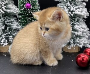Coco kitten for sale Vancouver