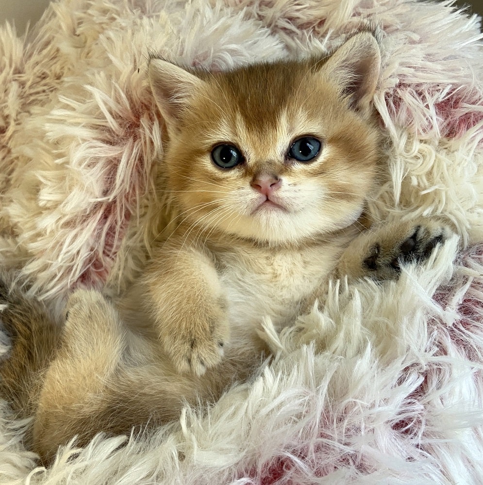 Felix british shorthair kitten for sale Vancouver