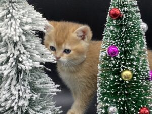 Felix shorthair kitten