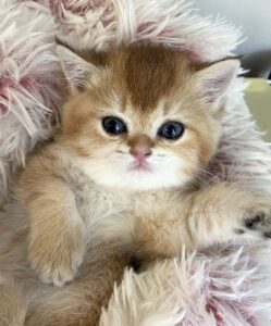 Rocky british shorthair kitten for sale BC