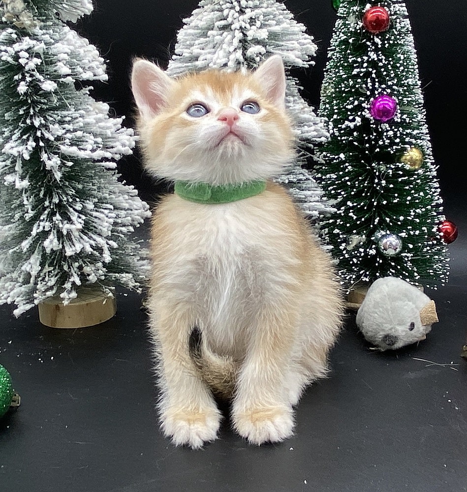 Rocky british shorthair kitten for sale Vancouver