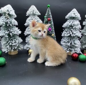 Rocky kitten for sale Vancouver