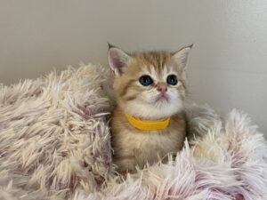 Tiger british shorthair kitten for sale BC