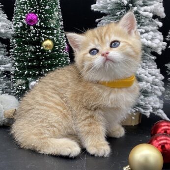 Tiger british shorthair kitten for sale Vancouver