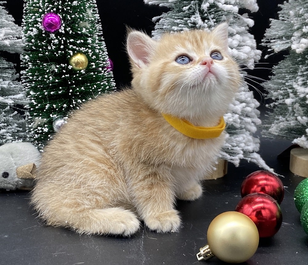 Tiger from british shorthair breeder Vancouver