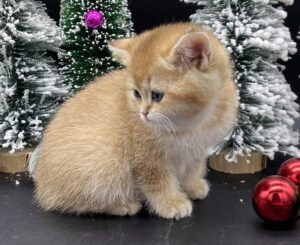 Tiger kitten for sale BC