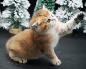 golden british shorthair kitten for sale BC Apollo