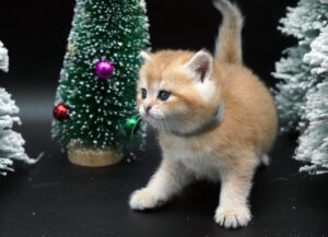 golden british shorthair kitten for sale BC Casper