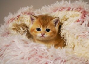 golden british shorthair kitten for sale BC Leo