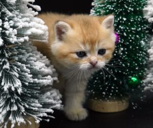 kitten for sale BC Casper