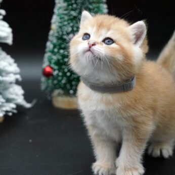 kitten for sale Vancouver Casper
