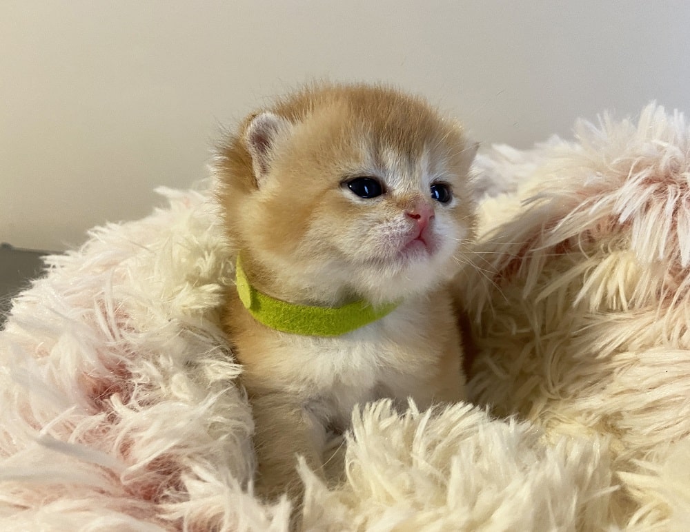 Jack kitten for sale Vancouver