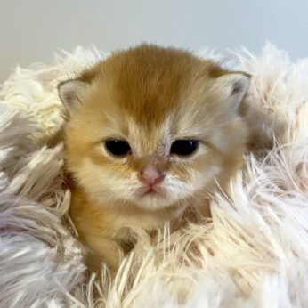 shorthair kitten Vancouver Cleo